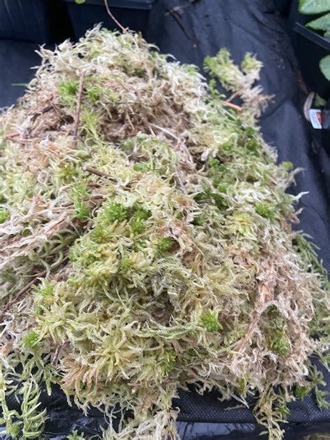Sphagnum Moss 1kg