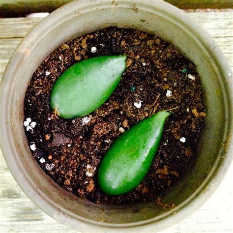 How To Propagate Succulents Hgtv