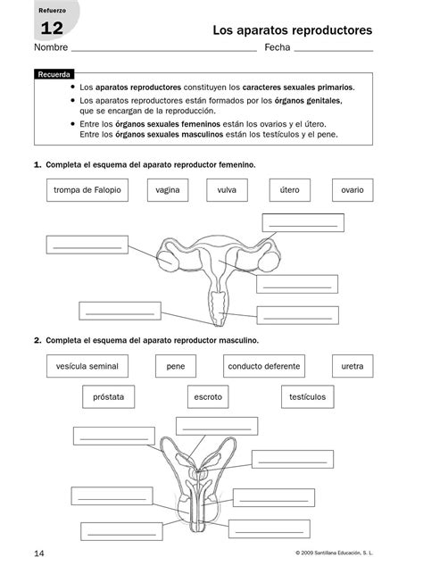Esquema Aparato Reproductor Masculino Esquemas Y Mapas Conceptuales