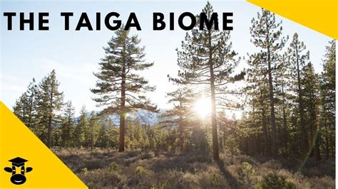 The Taiga Boreal Forest Biomes Of The World Biomes Boreal Forest