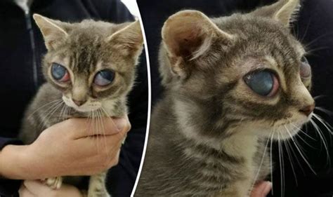 Britains Saddest Kitten Fundraiser Launched To Help Sick
