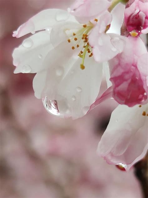 Pink Cherry Flowers After The Rain Photograph By Chirila Corina