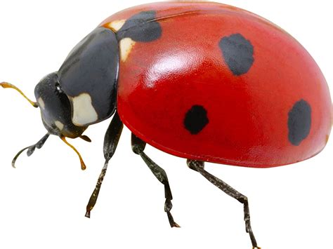Download Ladybug Png Transparent Image Real Ladybug Png Png Image