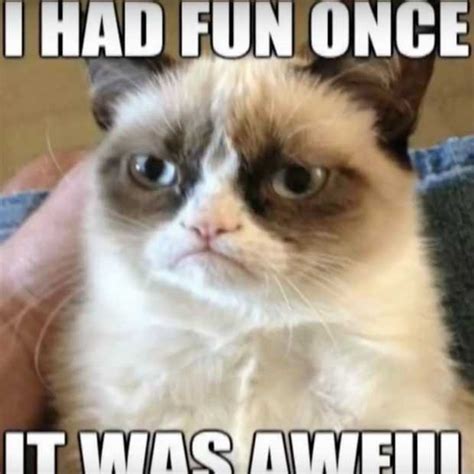 Grumpy Cat Cat Memes
