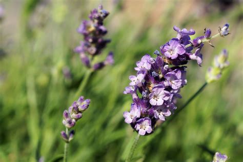 Free Images Nature Blossom Meadow Flower Purple Bloom Herb