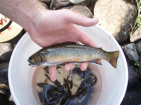 How To Find And Catch Brook Trout On The Water