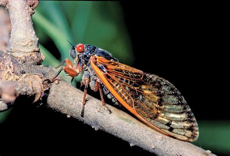 Thirteen Year Periodical Cicadas Expected To Ring In Noisy Southeast
