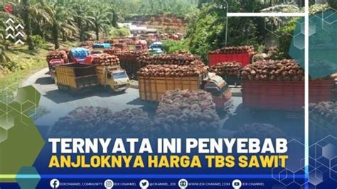 Ternyata Ini Penyebab Anjloknya Harga TBS Sawit