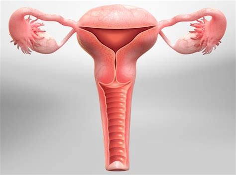 Video Hysterectomy Overview HealthClips Online