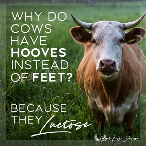 Cow Jokes Cow Funny Memes Laugh