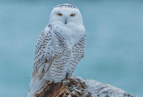 Snowy Owls Spotted At Presque Isle State Park News