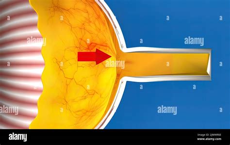 Scleral Venous Sinus Hi Res Stock Photography And Images Alamy