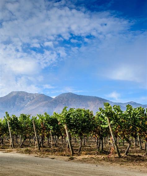 Heres Everything You Need To Know About Chilean Wine Chilean Wine