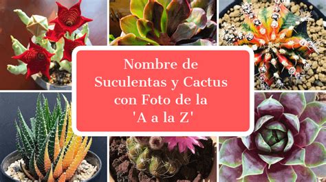 Nombres De Suculentas Y Cactus De La A A La Z Mundo De Suculentas