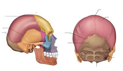 Cranium Major Sutures Diagram Quizlet