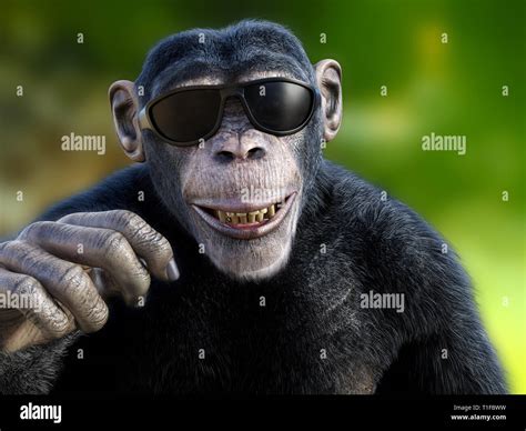 Monkey With Sunglasses Hi Res Stock Photography And Images Alamy