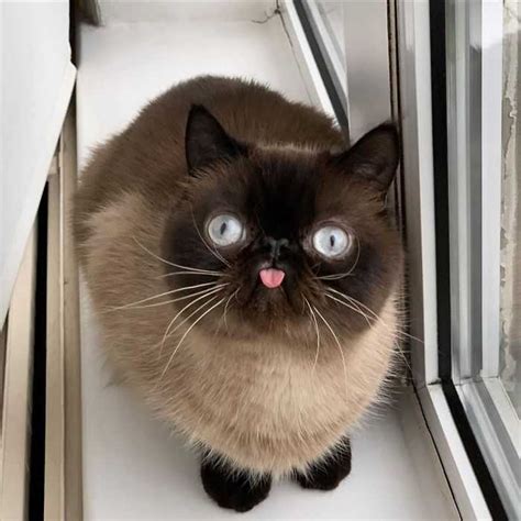 20 Adorable Cat Bleps To Bless Your Timeline Because Theres Nothing Cuter
