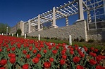 After Tulips Bloom, Rockhurst University Puts Bulbs Up For Taking | KCUR