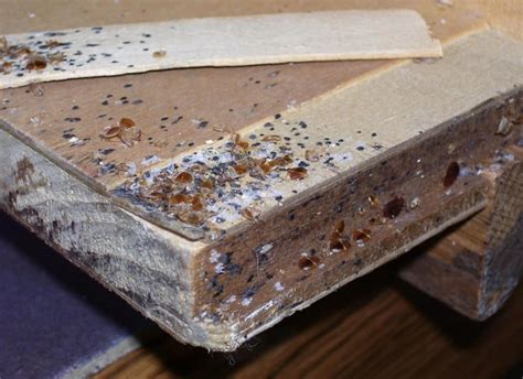 How to find bed bugs in your bed. How can you save your condo or house from bed bugs? | Epic ...