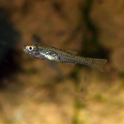 Shop Online For Freshwater Gobies · Abyss Aquatics Uk