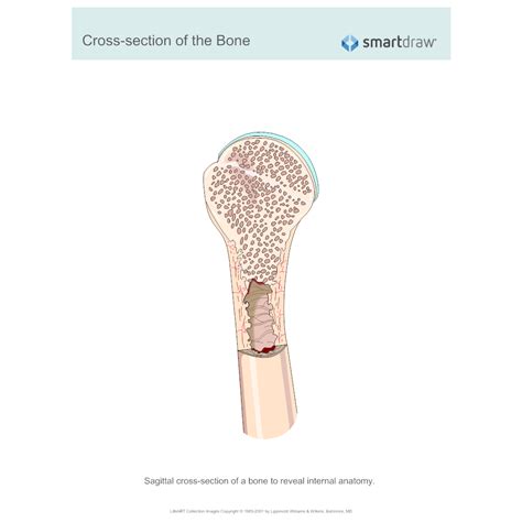 Cross section of a long bone. Cross-section of the Bone