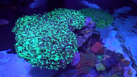 Lets Talk About Frogspawn One Of My Favorite Corals