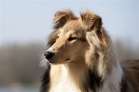 10 Dog Breeds That Are Similar To Collies With Pictures And Facts Hepper