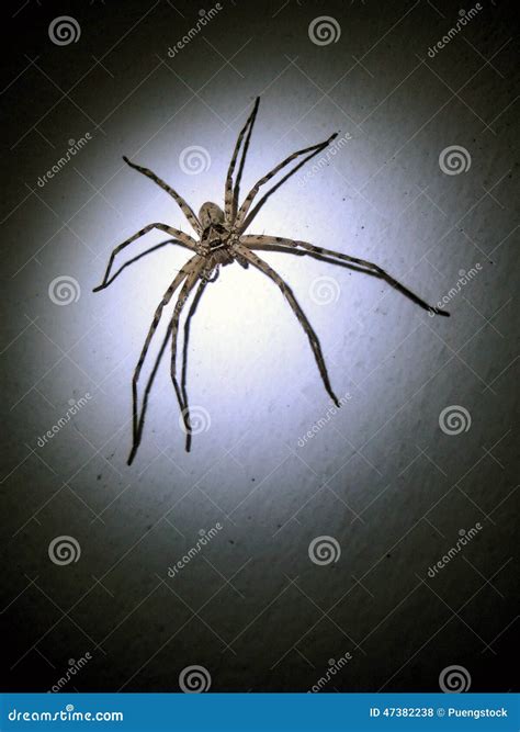Spider On The Wall With Spotlight Stock Photo Image Of Dread