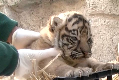 Video Shows Rare Sumatran Tiger Cub And Mother On First Days Together Wildlife News
