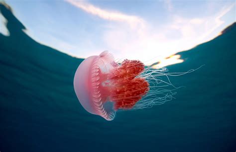 Pink Jellyfish In The Philippines Photo One Big Photo