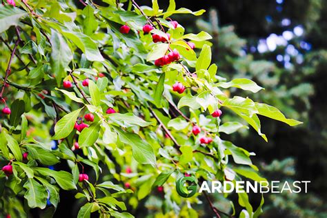 Exploring Unusual Berries For Your Home Garden