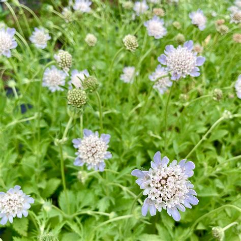 Scabiosa Stellata Seeds 3 Porch Farm