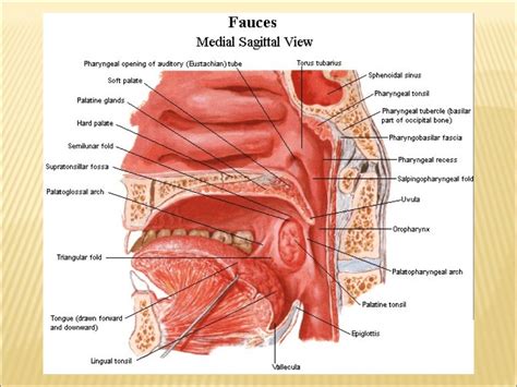 Anatomy And Physiology Of Oral Cavity Oropharynx Waldeyers