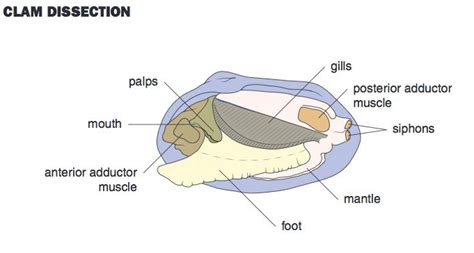 Anatomy Of A Clam Diagram