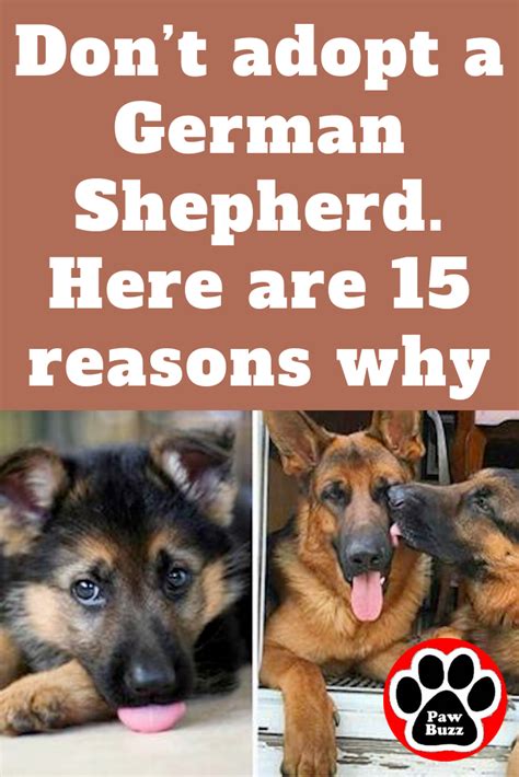Dont Ever Adopt A German Shepherd Heres Why 😜😆😊 Germanshepherd