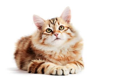Common Cat Diseases In Cats Cat World