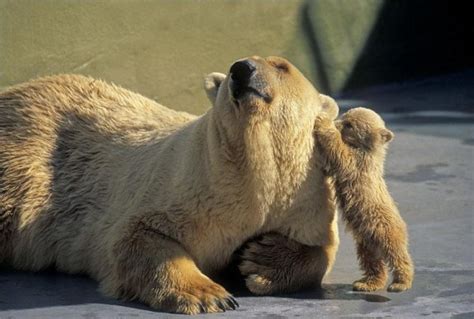 I Love You Mommy Amazing Creatures