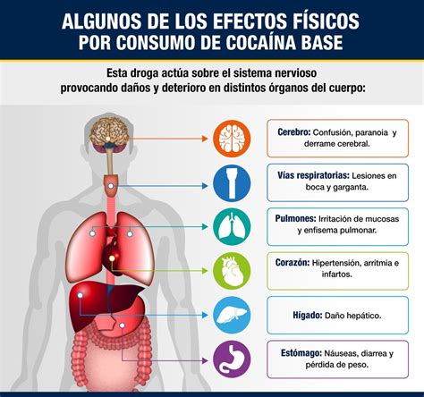 Los Efectos De La Cocaína En El Organismo Revista Independientes