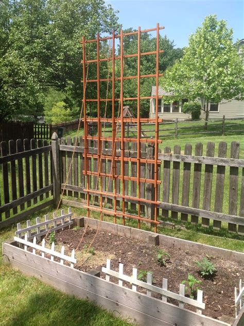 Diy Hop Trellis 4 Trellises Zip Tied Together For Height Used Pvc