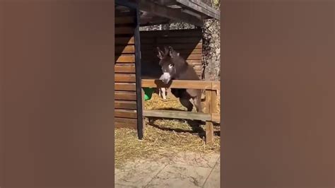 Donkey Falling On A Fence Youtube