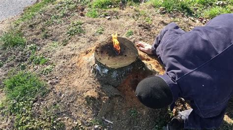 How To Easily Remove A Tree Stump Tree Removal Experts
