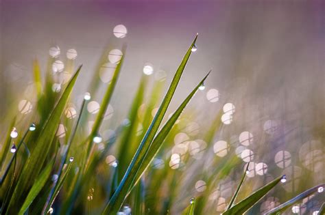 Free Images Water Nature Branch Dew Bokeh Meadow Sunlight