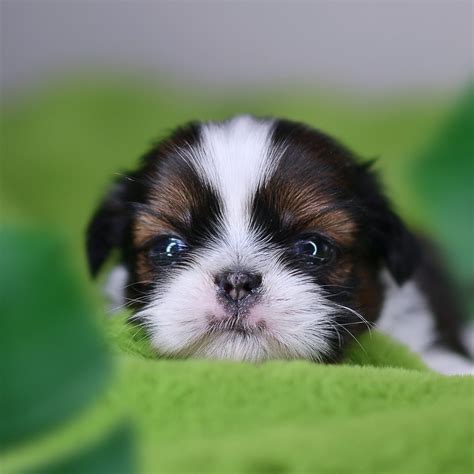 Cutest Shih Tzu Puppy Shihtzu Shih Tzu Puppy Shih Tzu Dog Shih Tzu