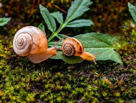 What Does Snail Taste Like Time To Reveal The Secrets