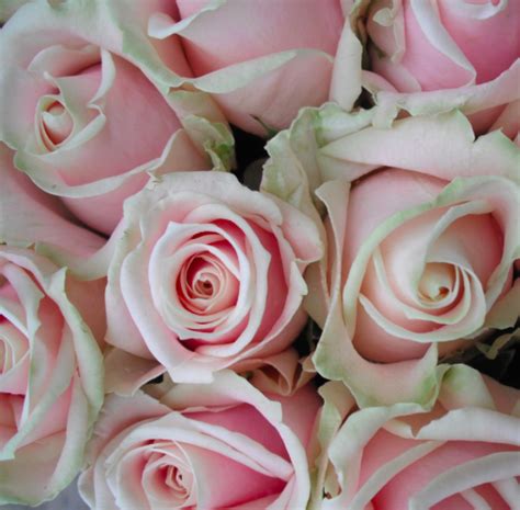 Pink Avalanche Pink Roses Wedding Pink Rose Bouquet Rose Wedding