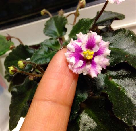 Mini African Violet The Smallest I Have Seen And Own