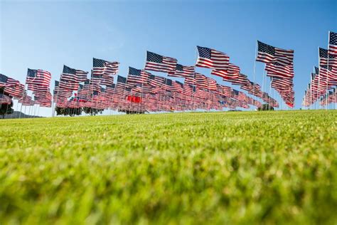 Field Of American Flags Stock Photo Image Of American 60790470