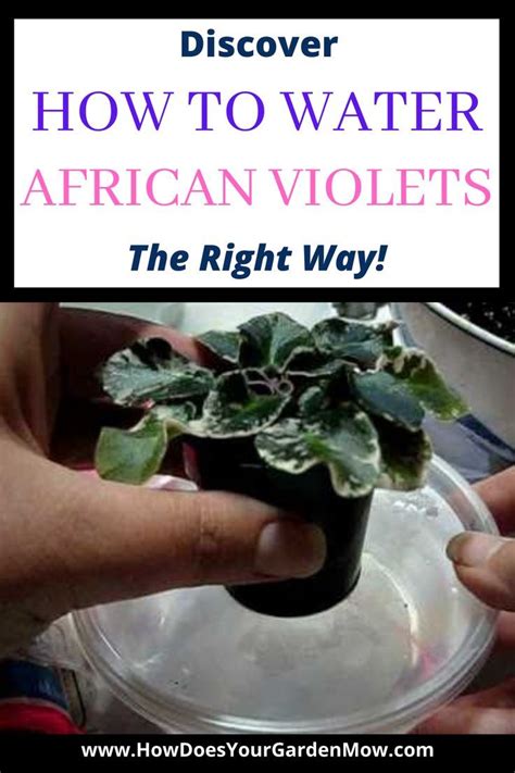 How To Water African Violets In 2022 African Violets African Violet