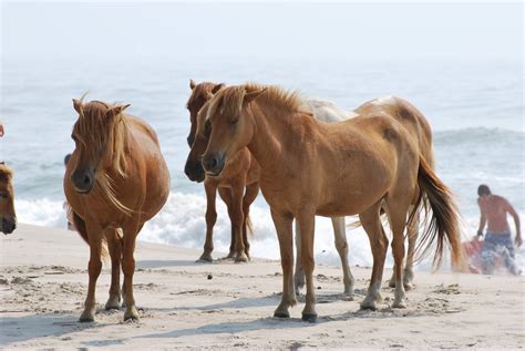 Photos Of Wild Horses At Assateague Island National Park Tacoma World