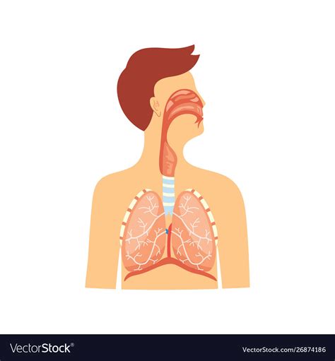 Respiratory System In Human Anatomy Anatomy Drawing Diagram